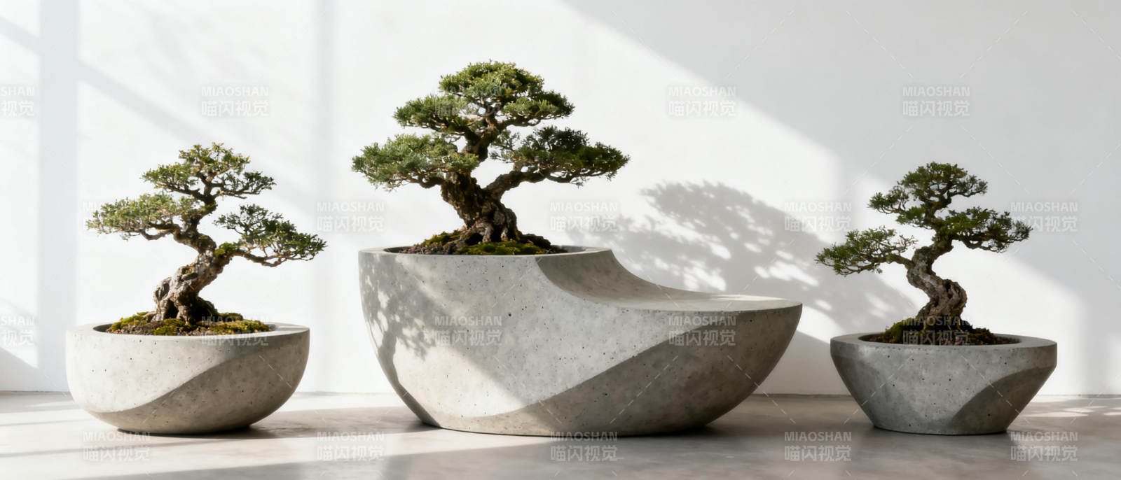 三盆 bonsai 静谧之美图片