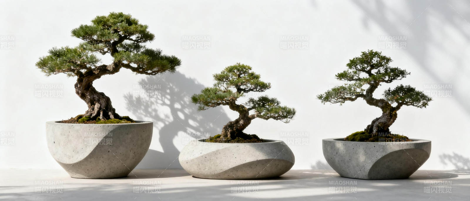 三盆 bonsai 树图片