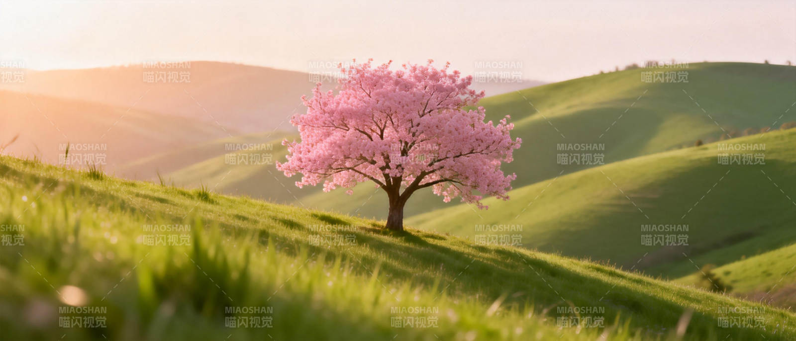 樱花树下春意浓图片