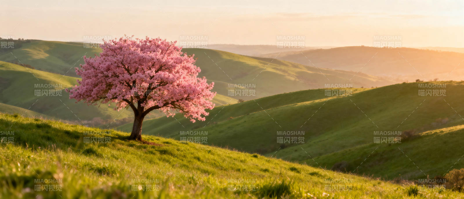 樱花树下的春日图片
