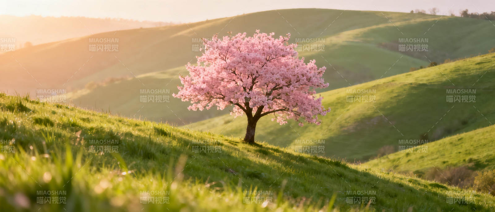 春日樱花树图片