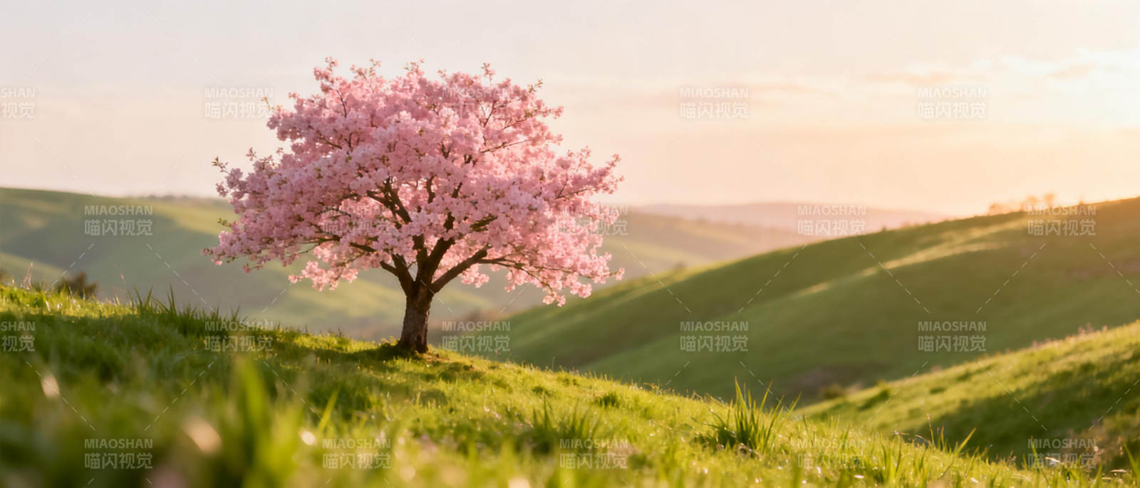 樱花树下春意浓图片