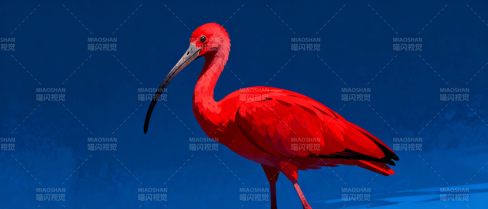 红鹮静立水边图片