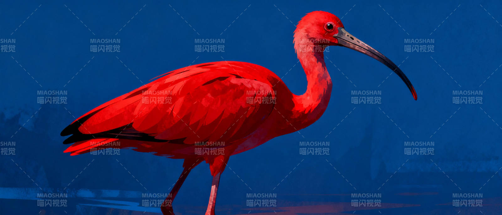 红鹮静立水边图片