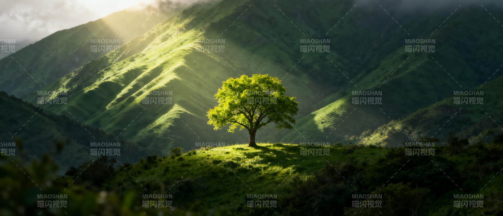 孤树映山光图片
