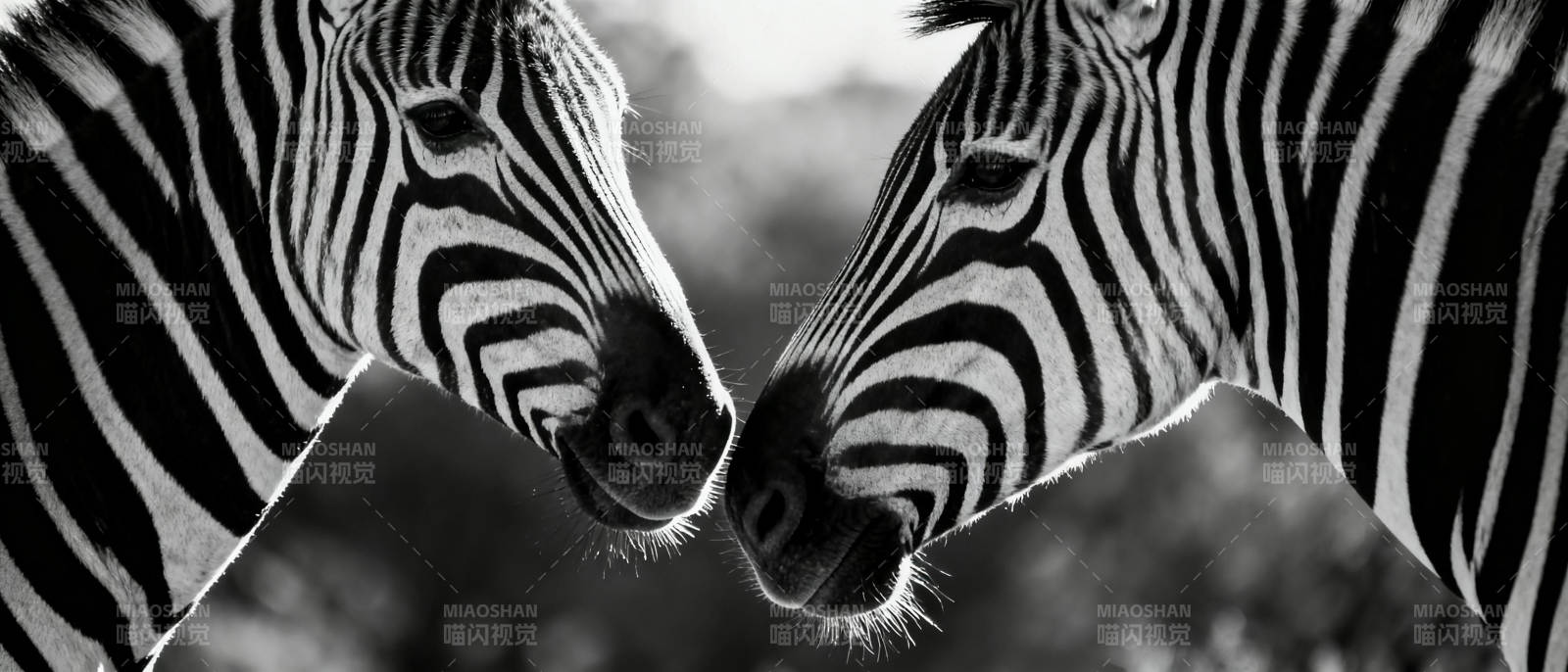 斑马亲吻瞬间图片