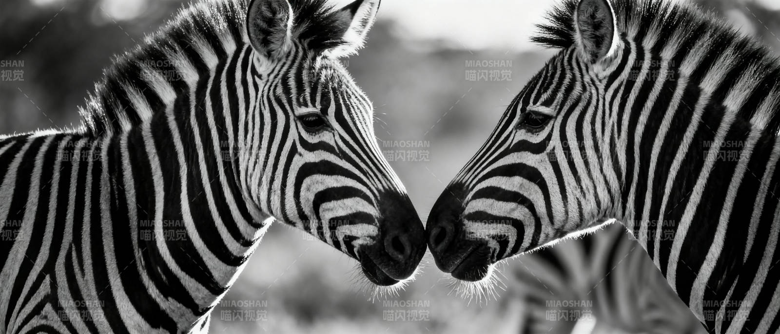 斑马相拥图片