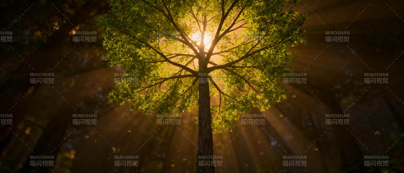 光之树冠图片