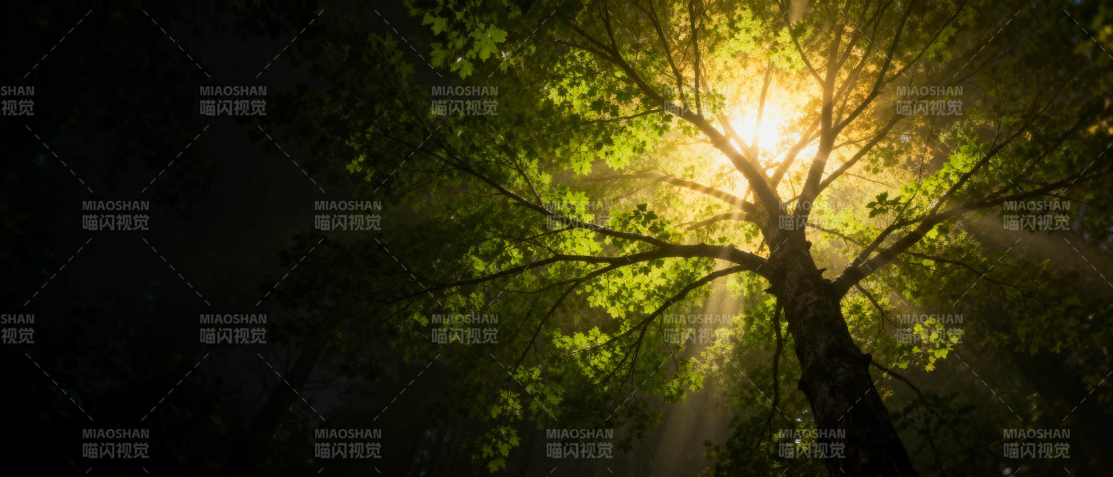 光透林梢图片