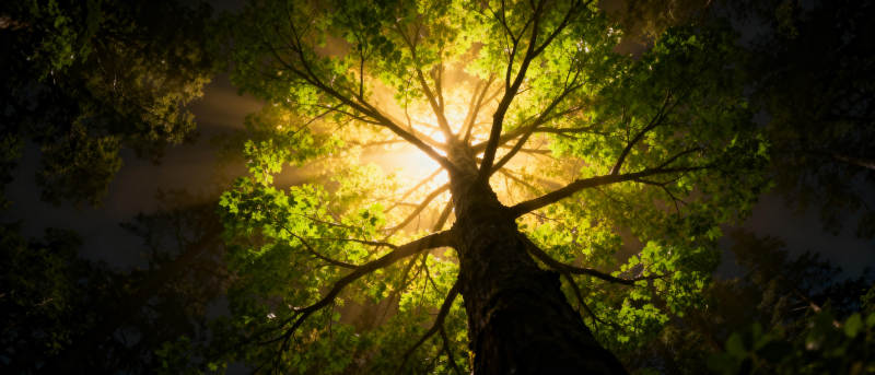 树冠阳光穿透图片