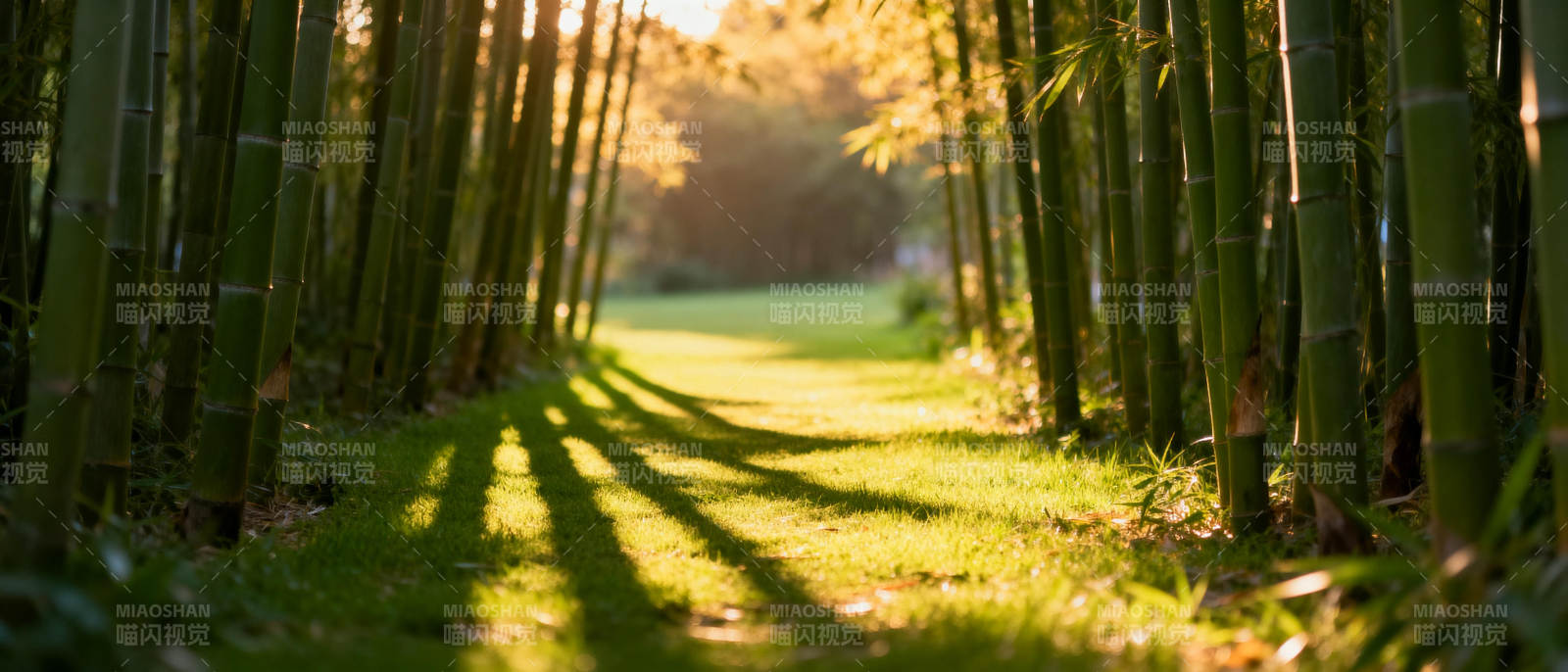 竹林小径光影图片