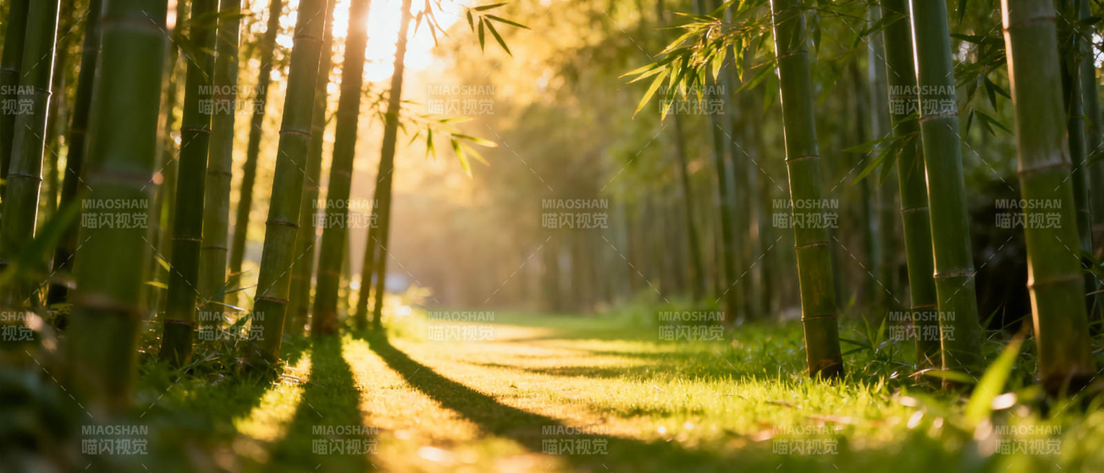 竹林晨光图片