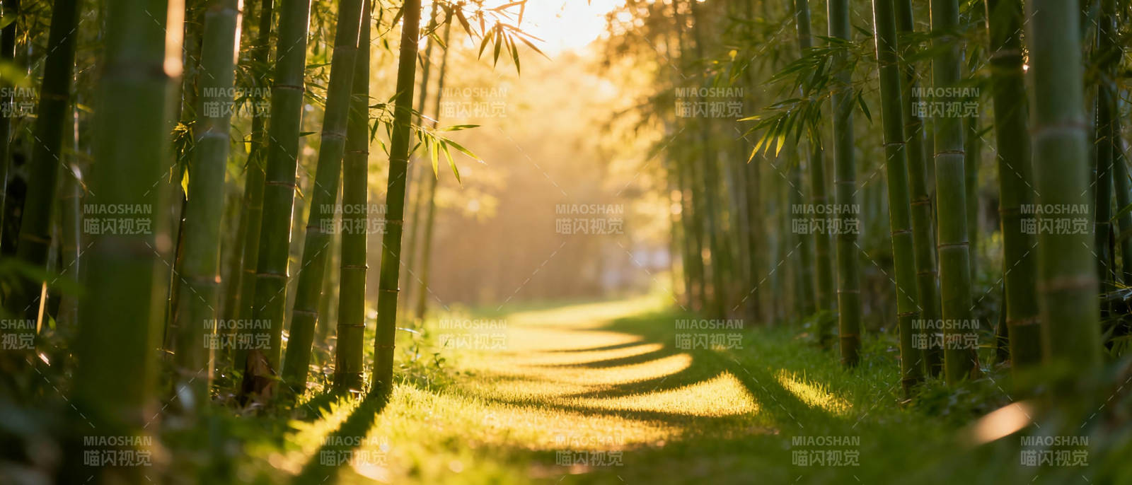 竹林小径光影图片