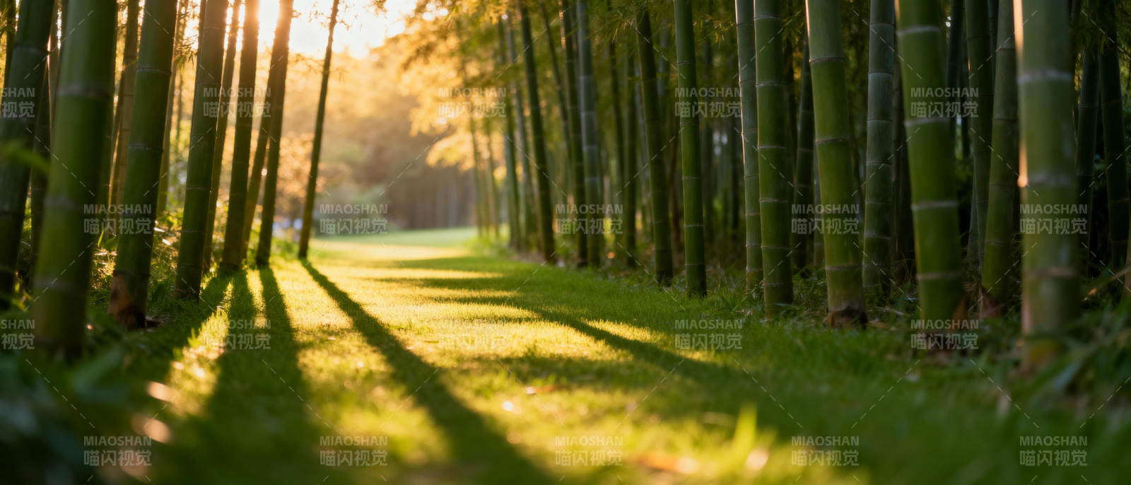 竹林小径光影图片