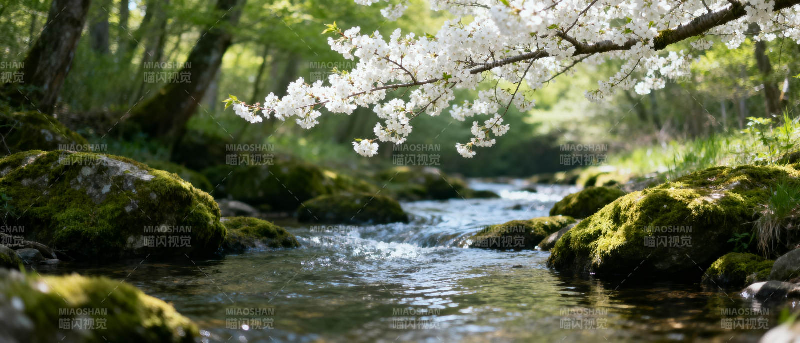溪畔樱花绽放图片