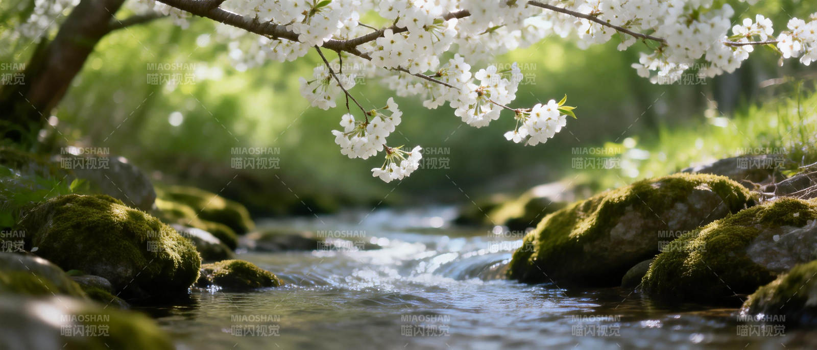 溪畔樱花绽放图片