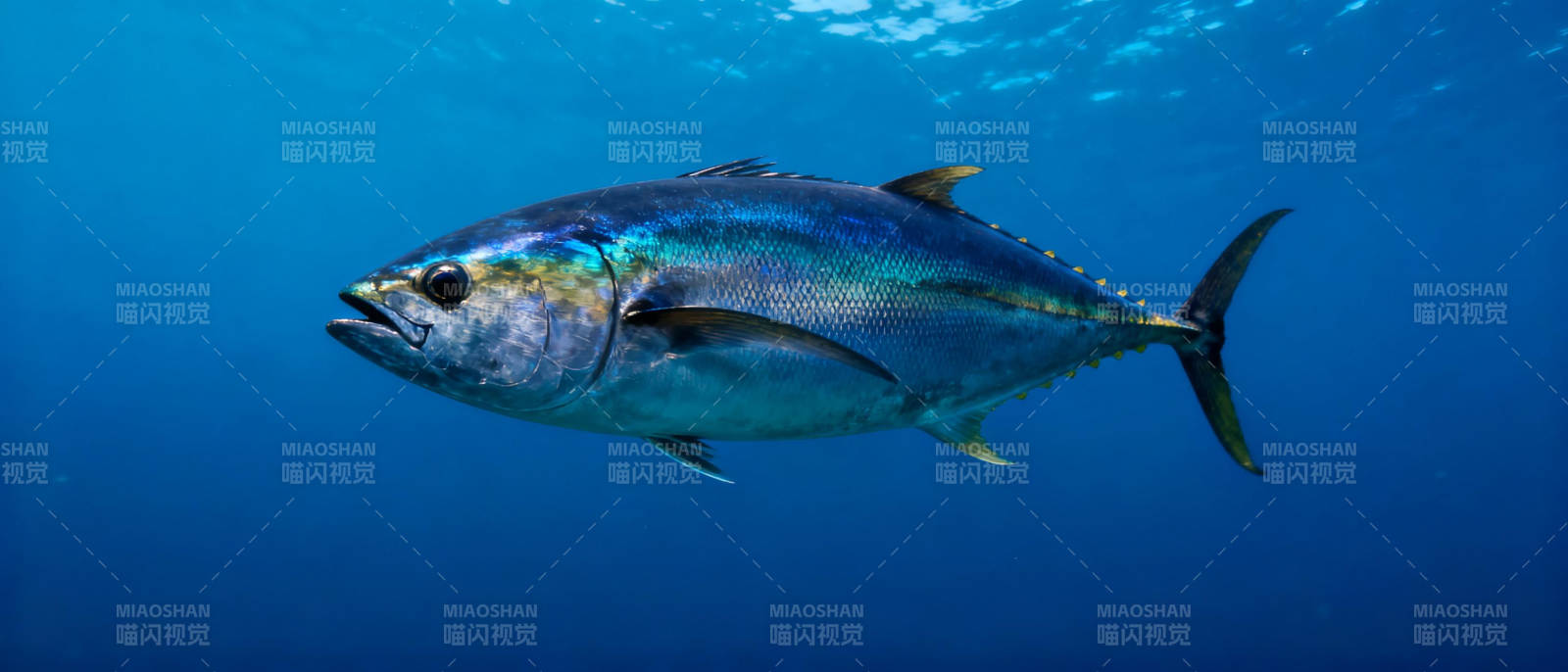 深海金枪鱼游弋图片