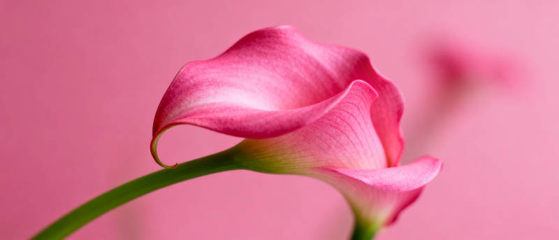 粉红马蹄莲绽放图片