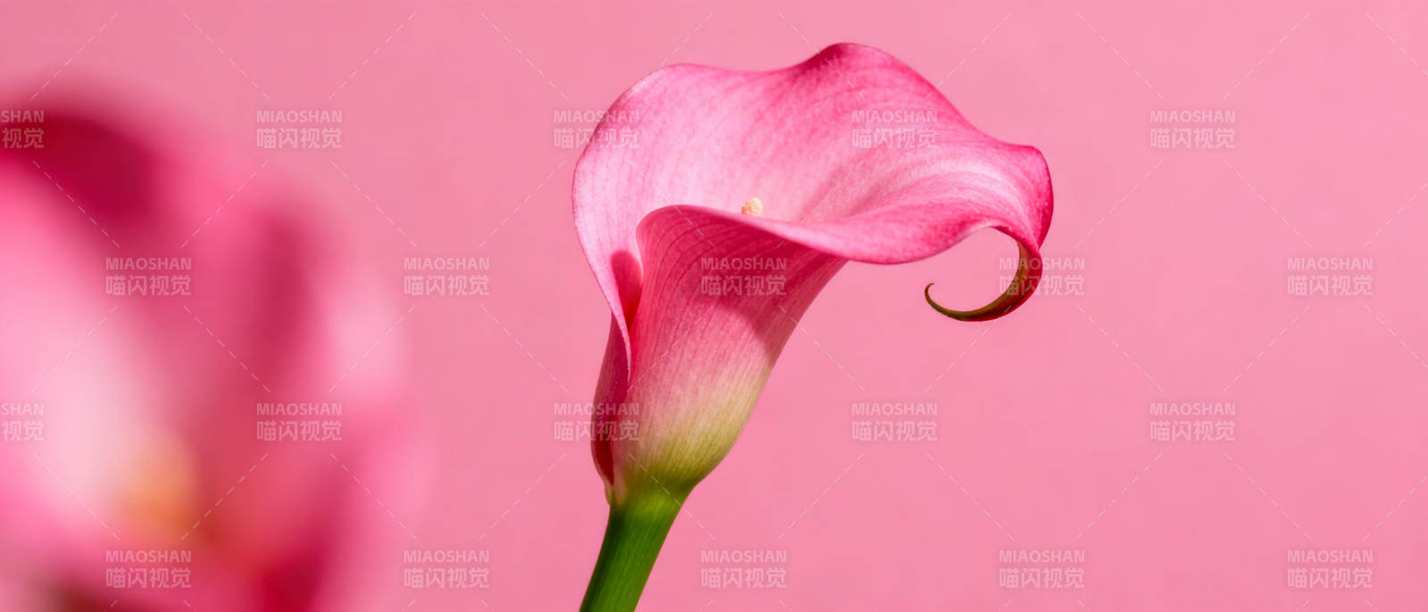 粉红马蹄莲绽放图片