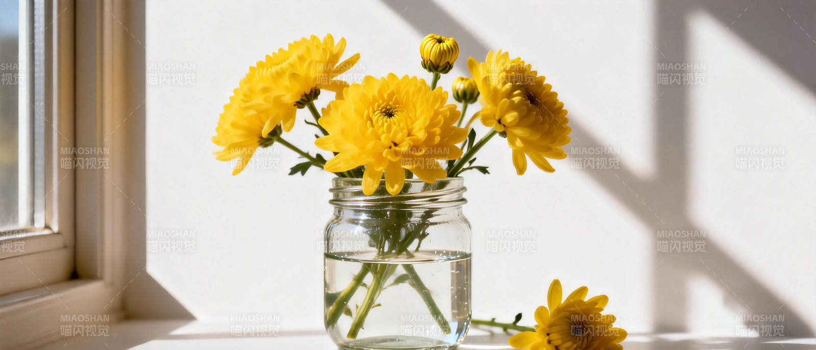 窗边黄菊静谧绽放图片
