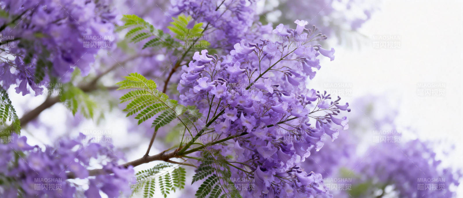 紫花绽放枝头图片