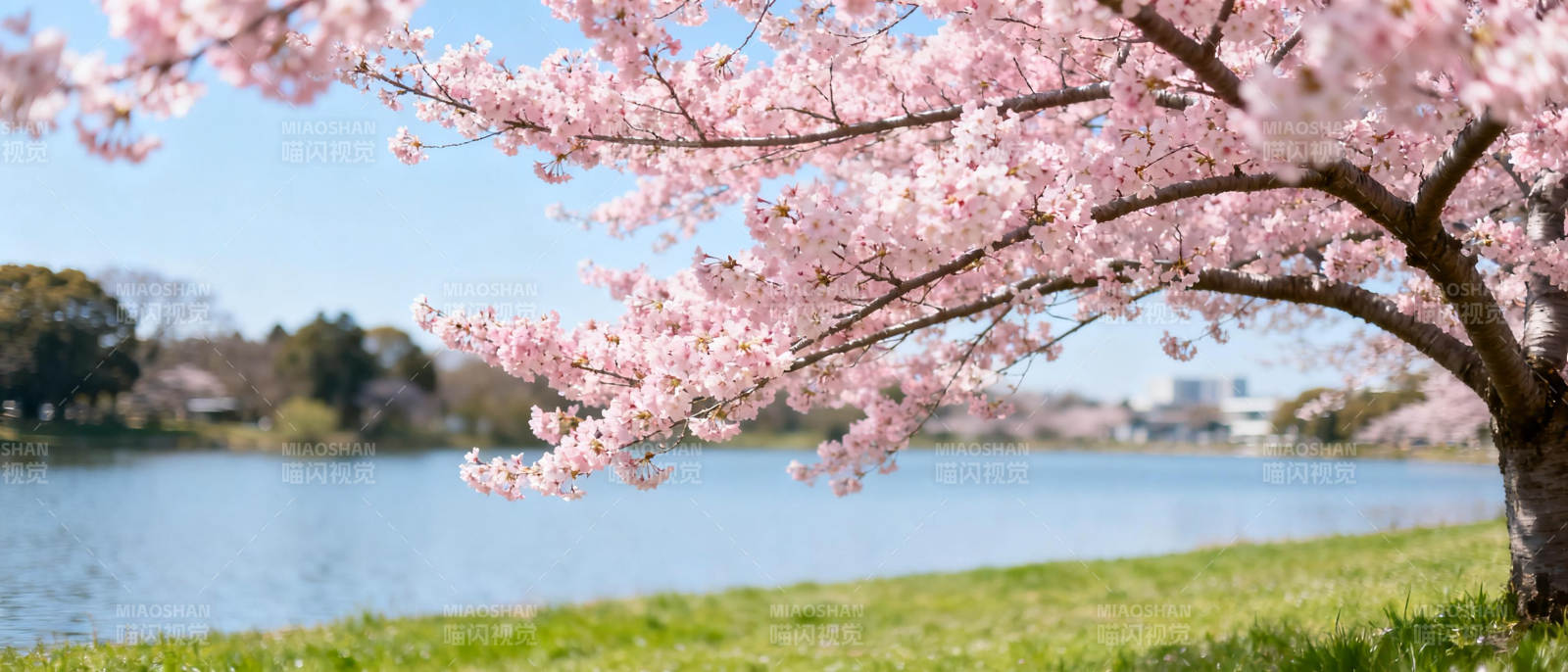 樱花湖畔春景图片