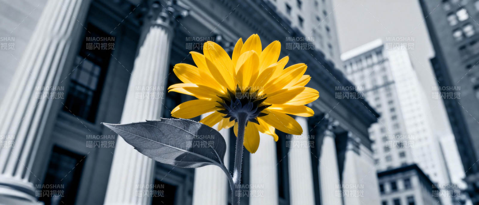 城市中的向日葵图片