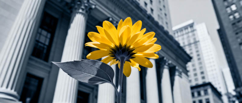 城市中的向日葵图片