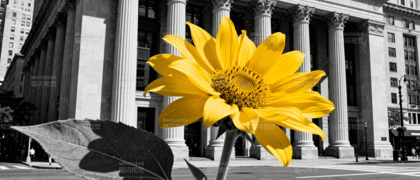 黄花映古建筑图片