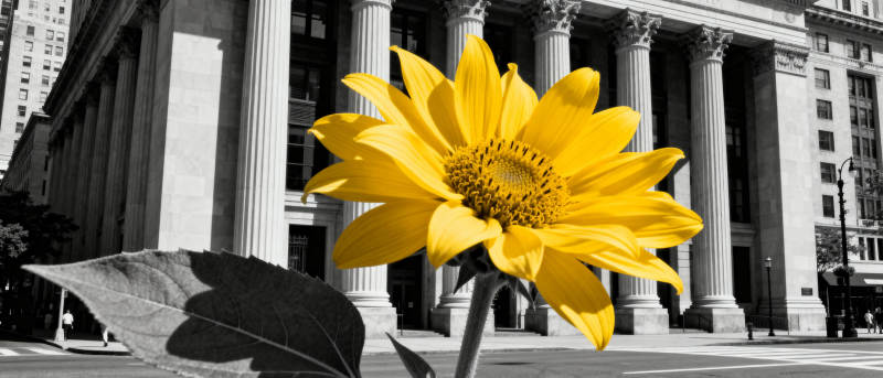 黄花映古建筑图片