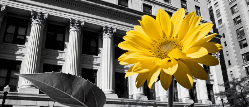 黄花映古建图片