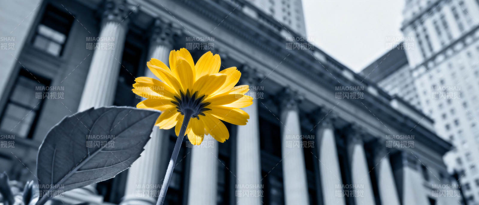 黄花映古建筑图片