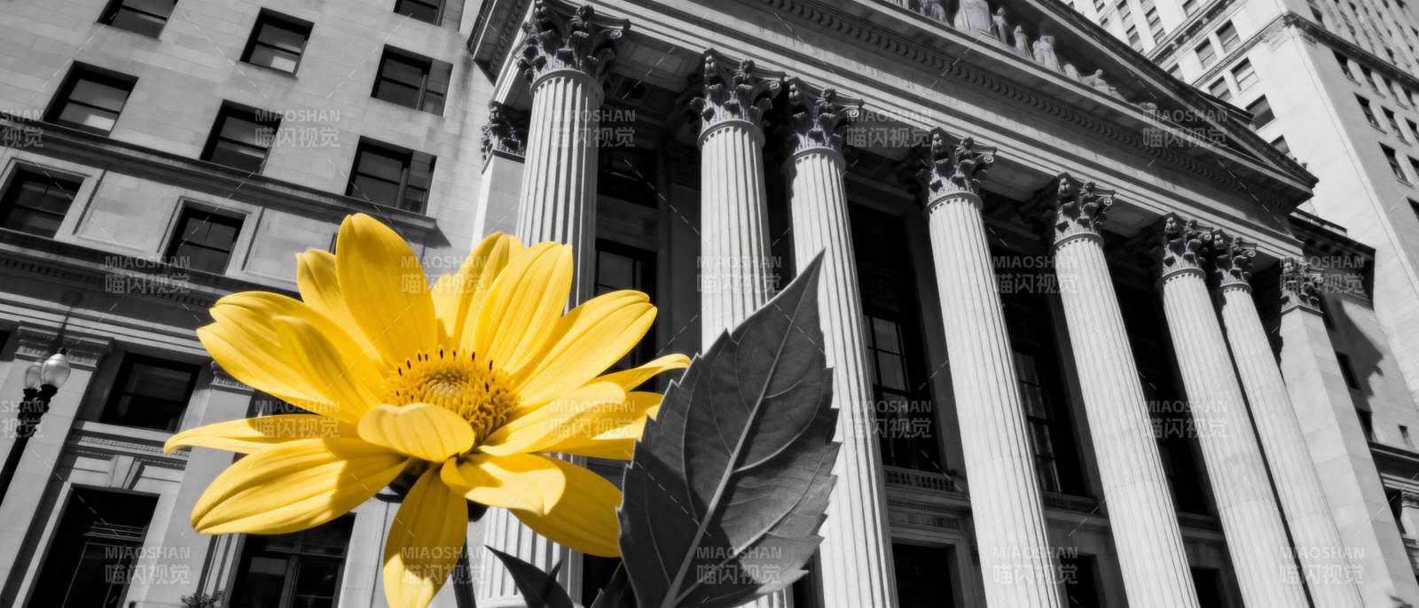 黄花映衬古典建筑图片