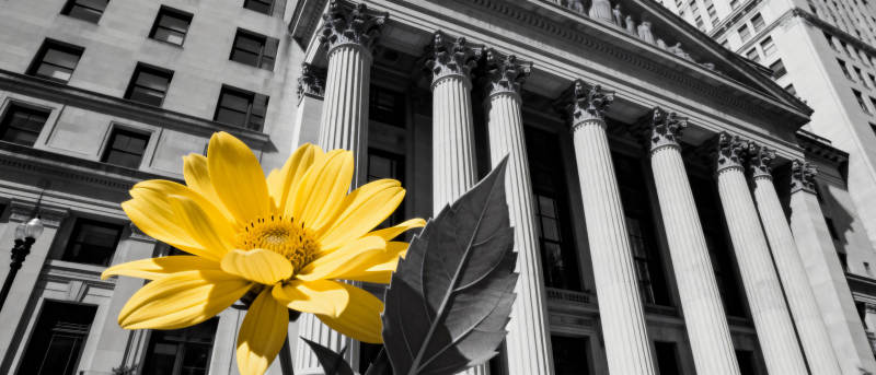 黄花映衬古典建筑图片