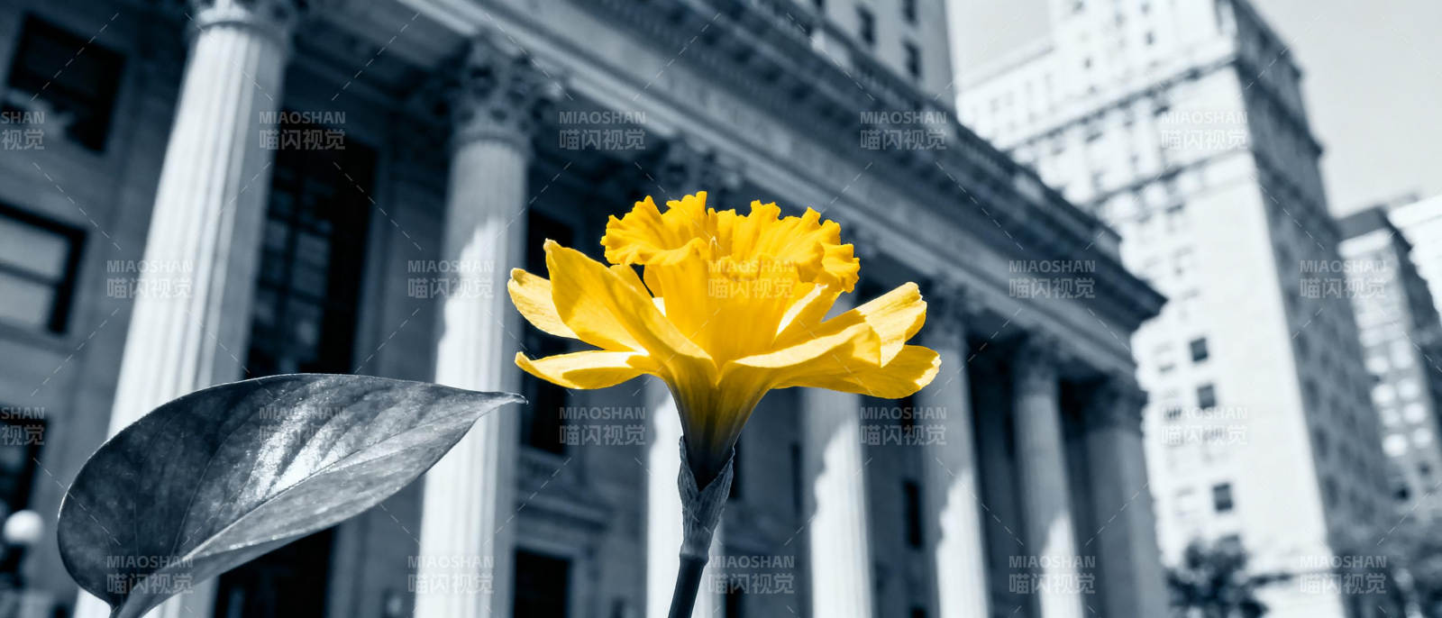 黄花映古建筑图片