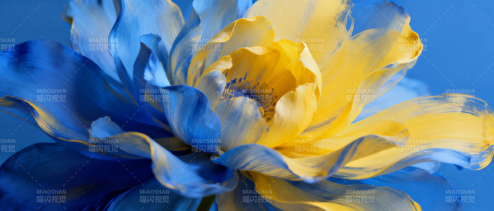 蓝黄花绽放图片