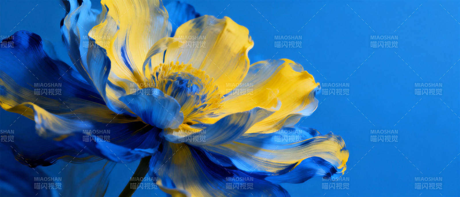 蓝黄花绽放图片