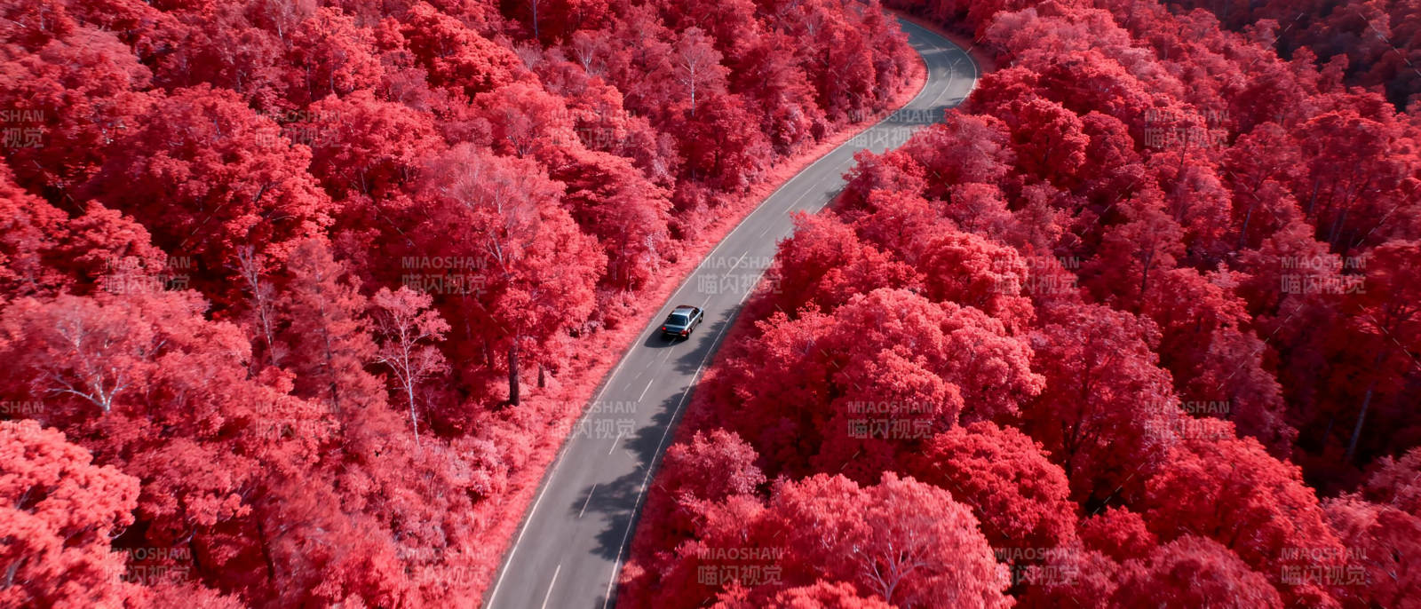 红林曲道行图片