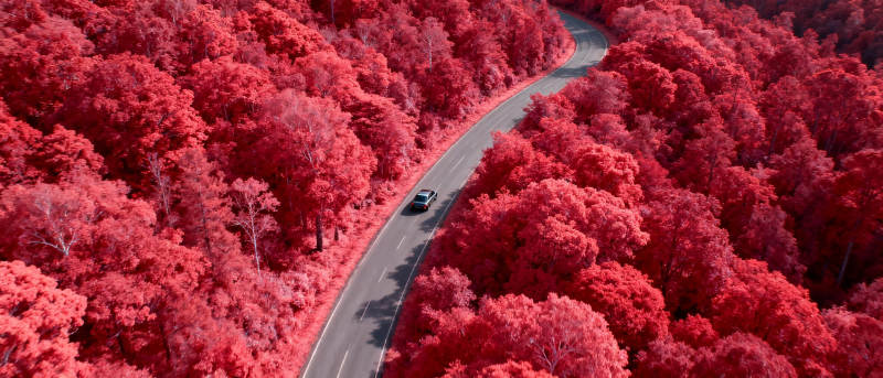 红林曲道行图片