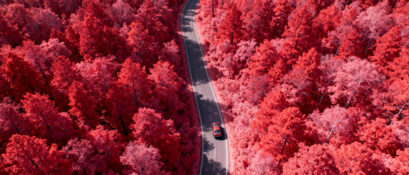 红林曲径行图片