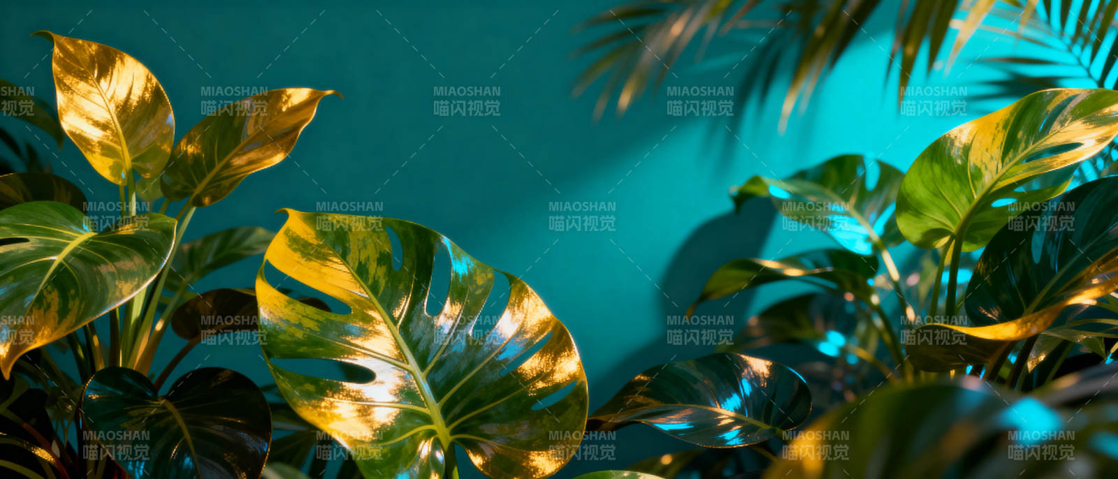热带绿植光影图片