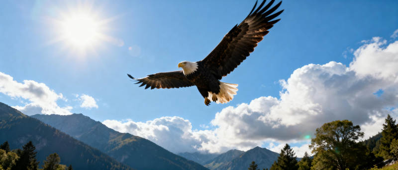 雄鹰翱翔山间图片