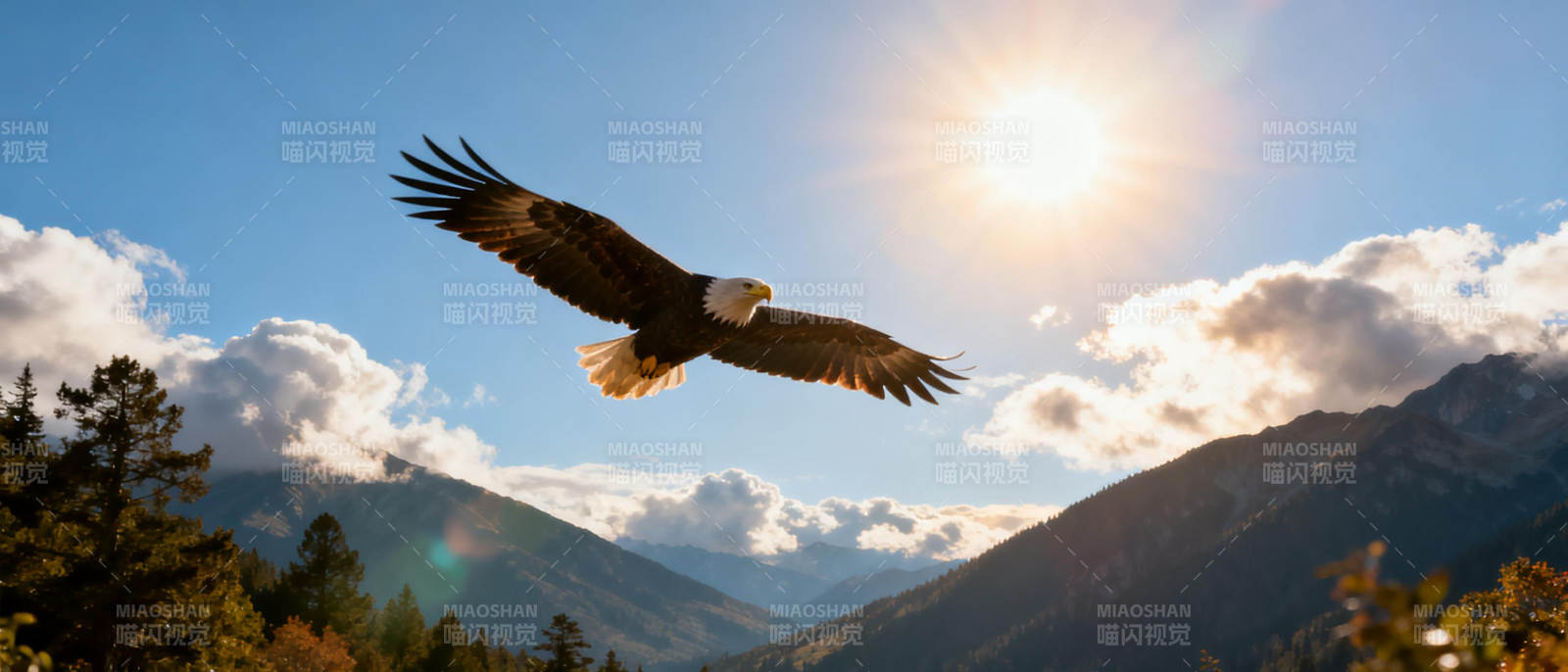 雄鹰翱翔山间图片