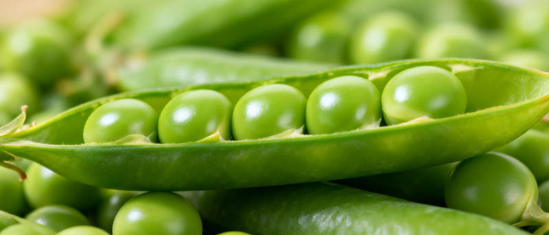 新鲜青豆荚图片