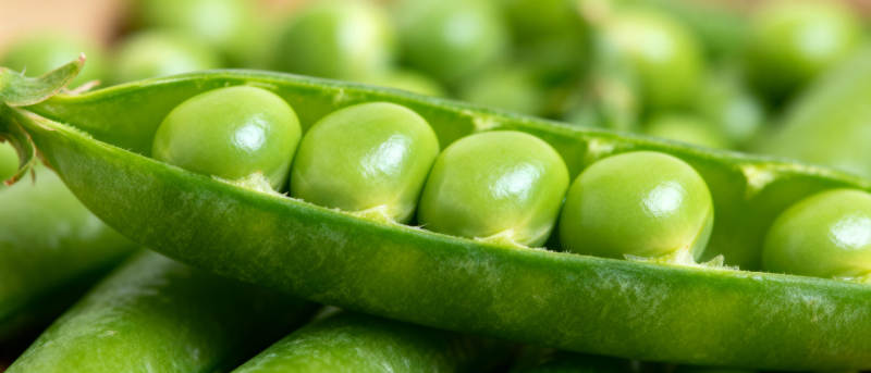 新鲜豌豆荚特写图片