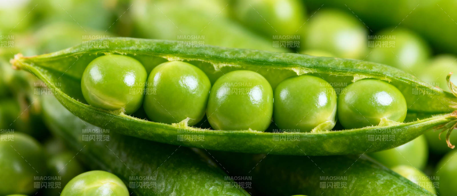 新鲜豌豆荚图片