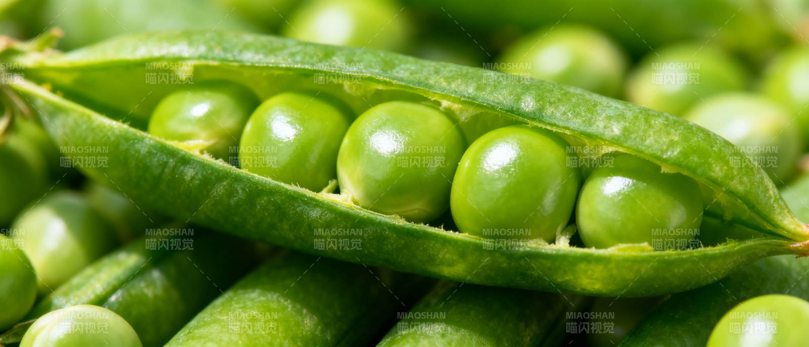 新鲜青豆荚特写图片