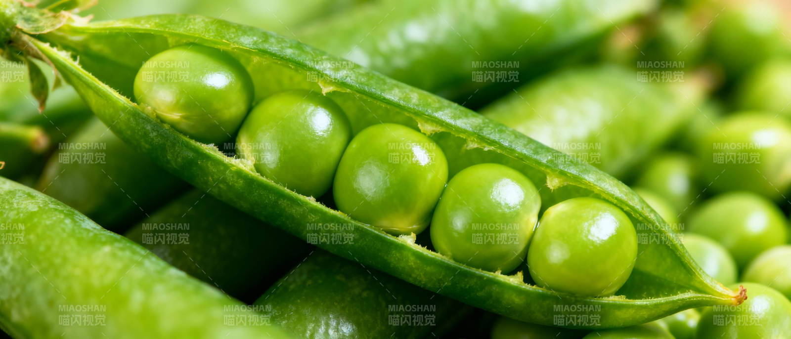 新鲜青豆荚图片