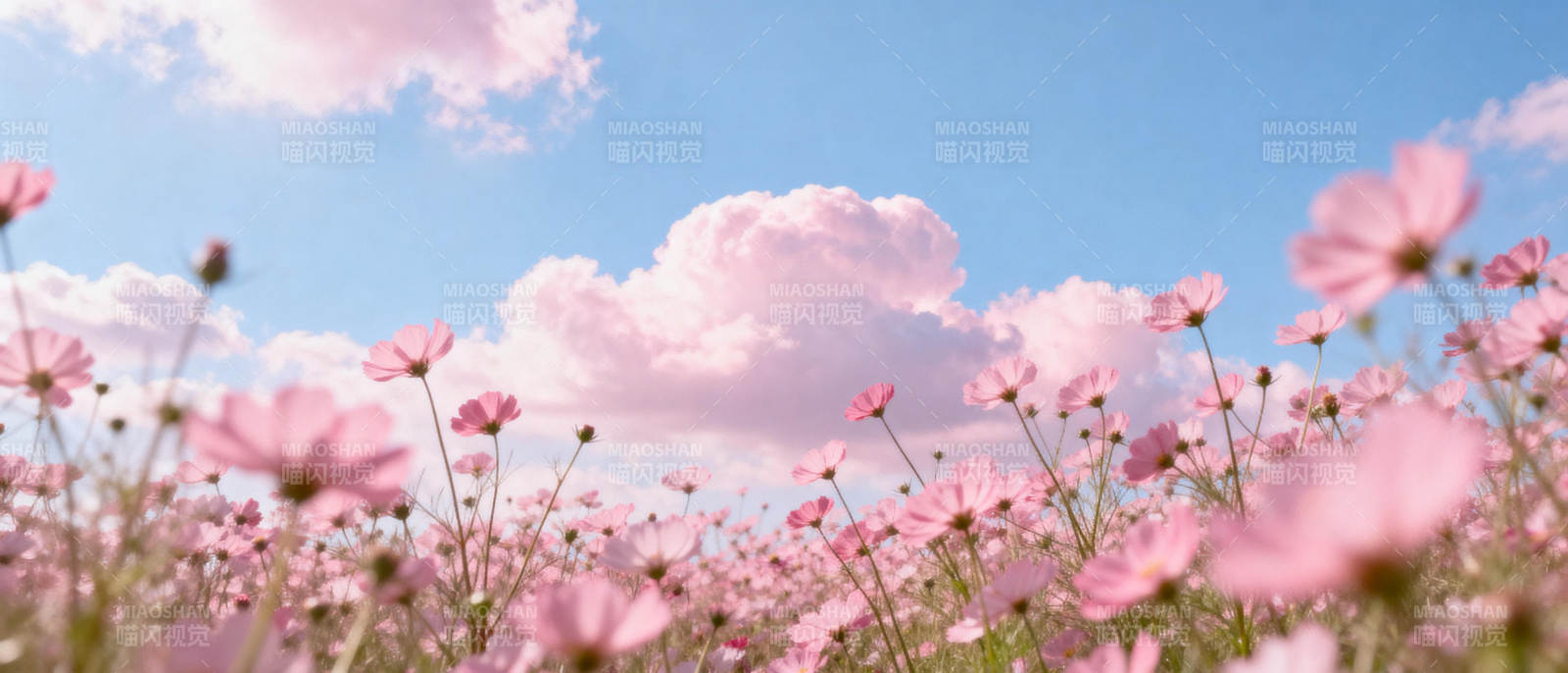 粉花映蓝天图片