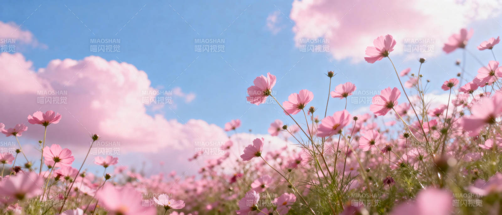 粉花映蓝天图片